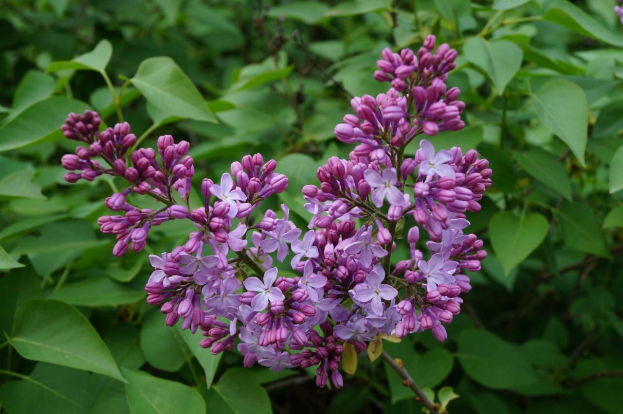 Les Lilas Des Chenes Piolenc المظهر الخارجي الصورة